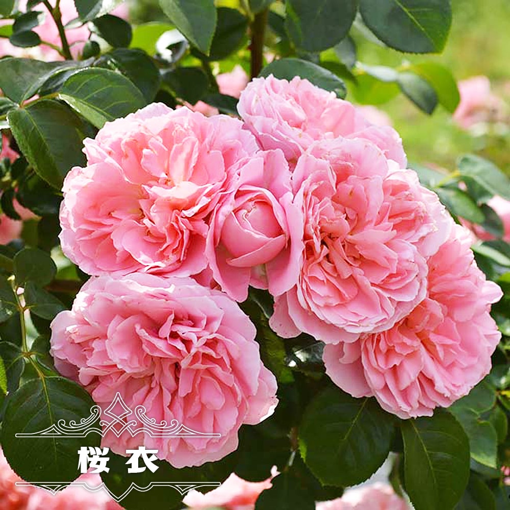 66、ギルバの薔薇 7-8cm大苗-