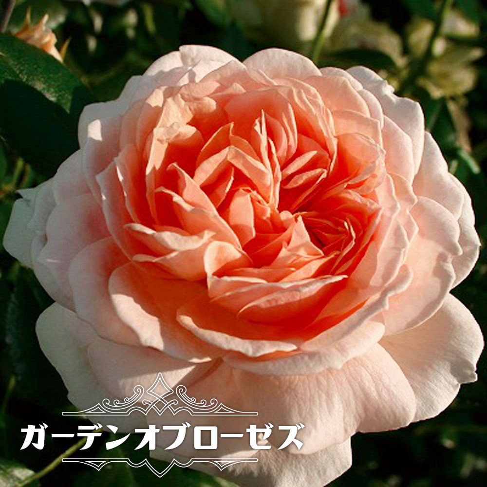 楽天市場 つるバラ ジャスミーナ 2年生大苗 予約販売 12月 翌年1月中に順次入荷 苗木部 ｂｙ 花ひろばオンライン