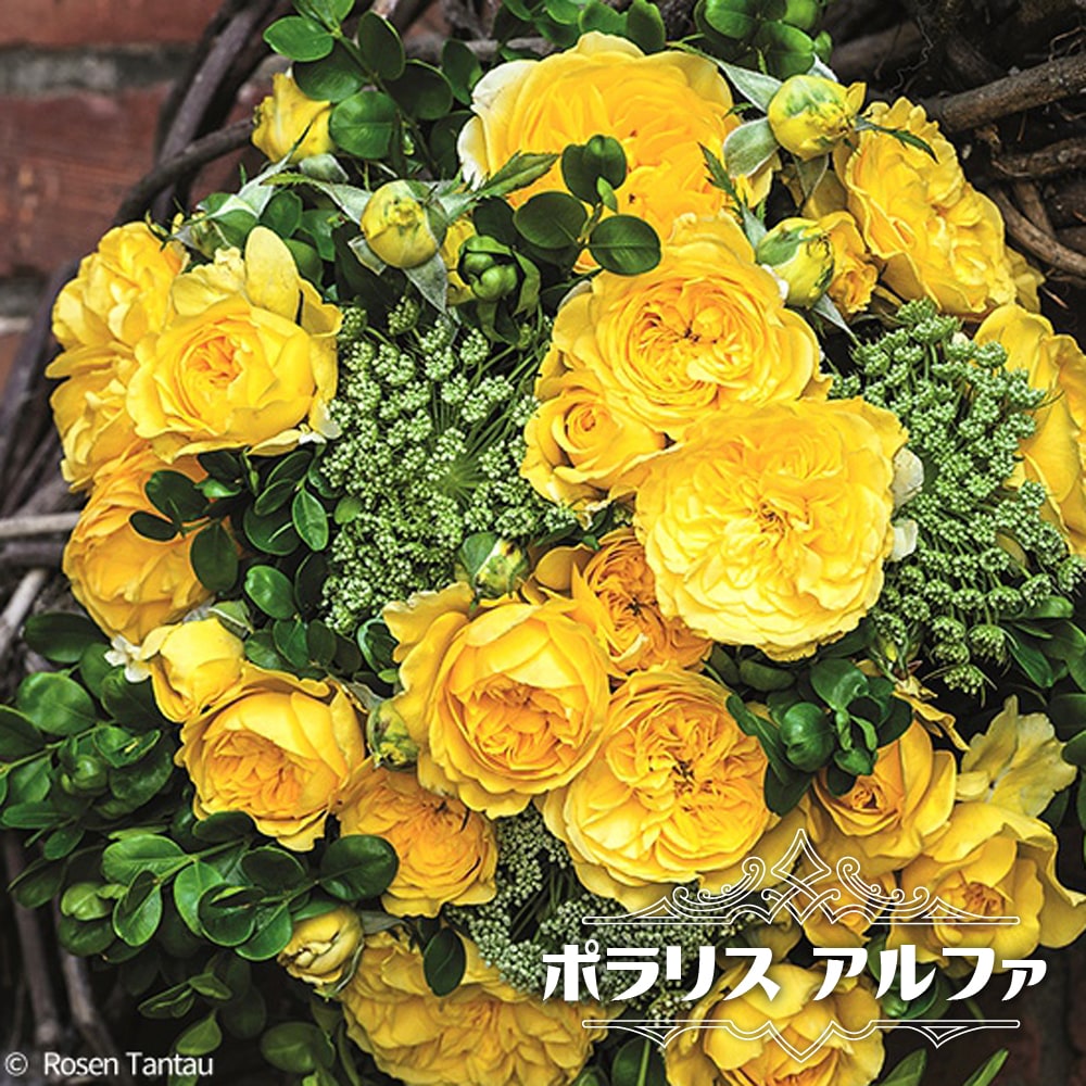 【バラ売り可】エース2015年12月号〜2017年9月号 楽天市場】四季咲き強健バラ苗 【ポラリスアルファ】 2年生大苗 【予約