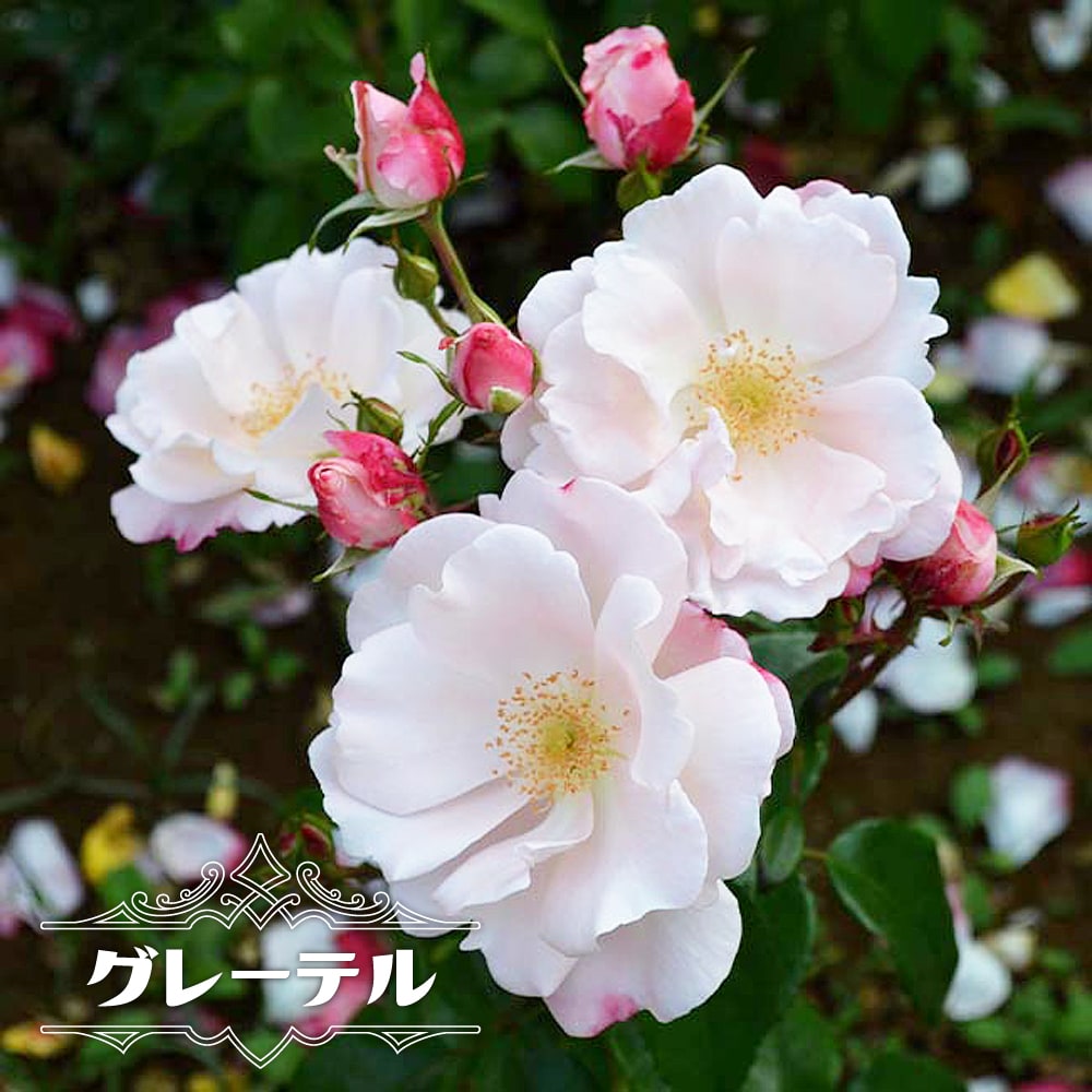 楽天市場】四季咲きバラ苗 【クレムドゥメイアン】 2年生大苗 6号