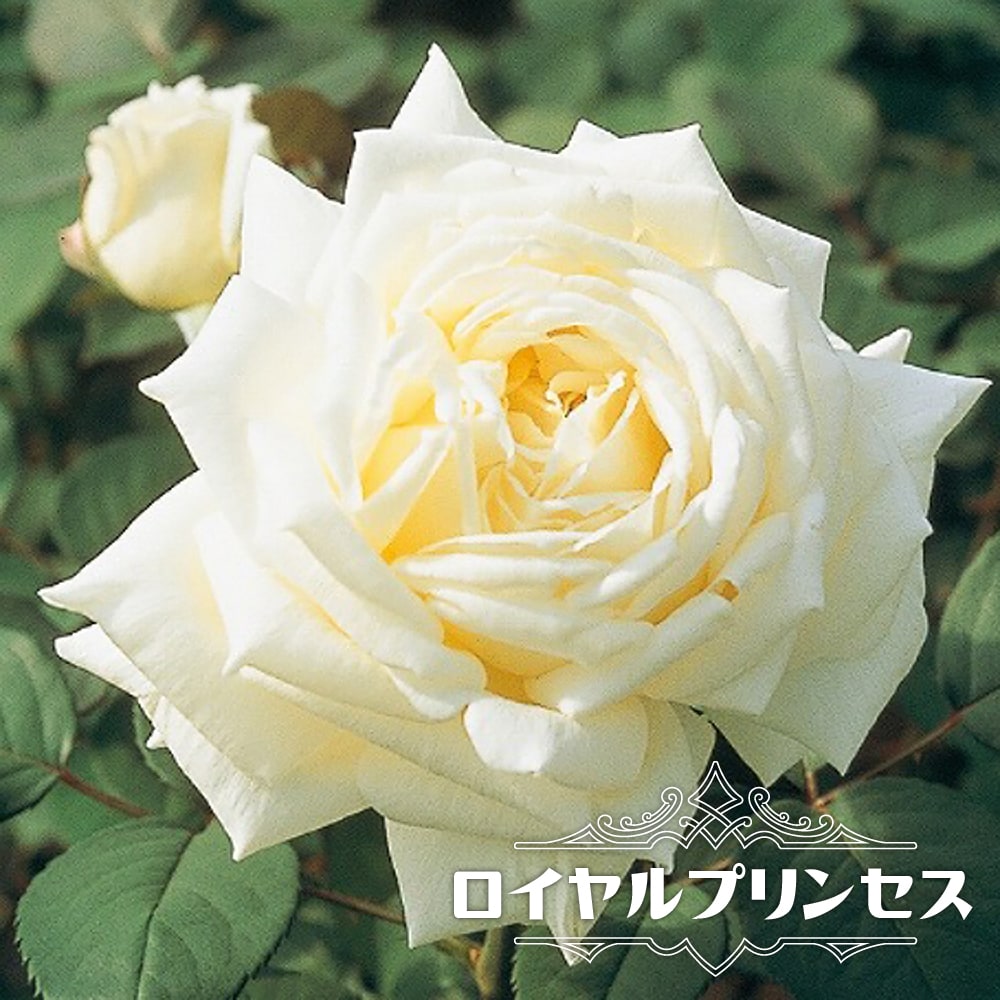 楽天市場 バラ苗 ロイヤルプリンセス 国産苗 大苗 6号ポット 四季咲き 白色 強香 強健 バラ 苗 薔薇 京成バラ 苗木部 by 花ひろばオンライン