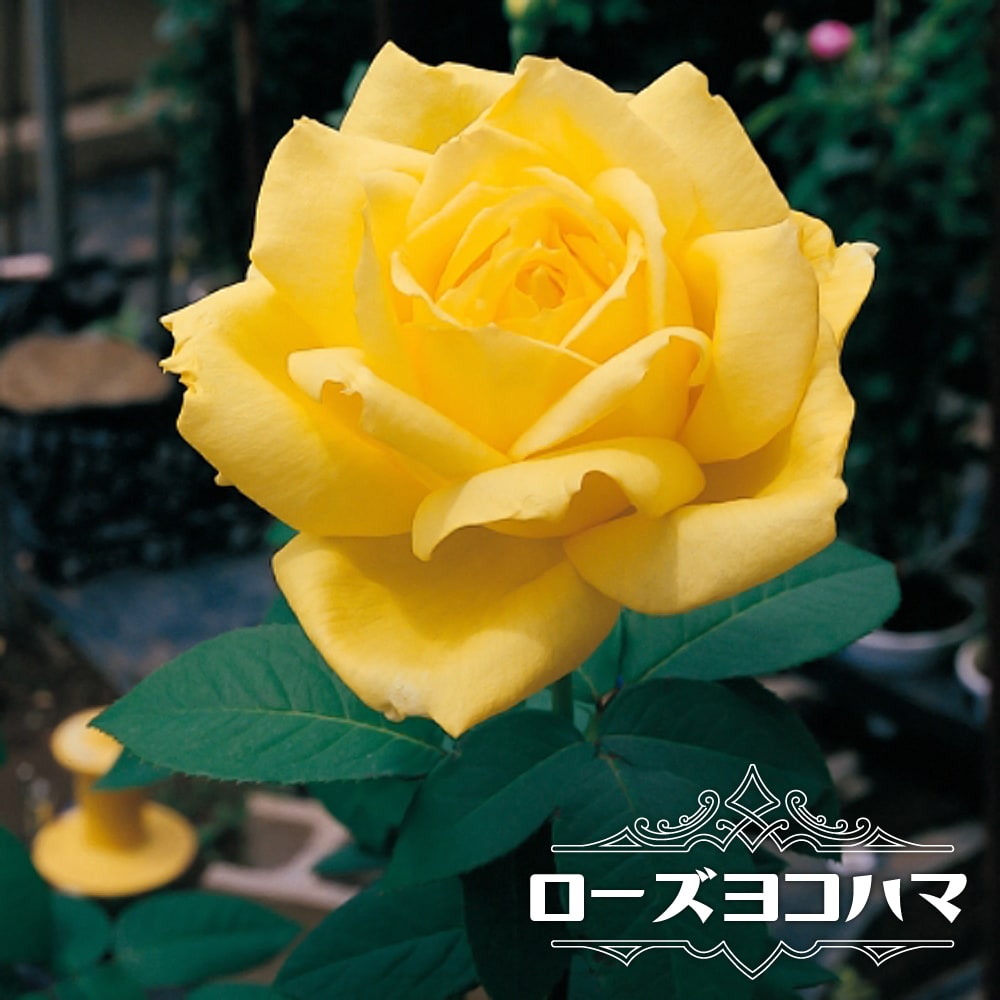 バラ花苗　切り花品種　和バラ　iori　接ぎ木　大苗 バラ苗いおり 和バラ苗