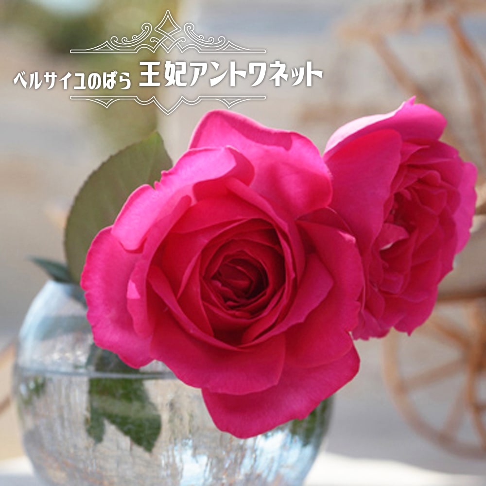 ドイリー1232❤️華麗な薔薇達のドイリー✨特大85×50㎝✨ テーブルセンター レース 布 小 刺繍 ライトピンク おしゃれ 丸