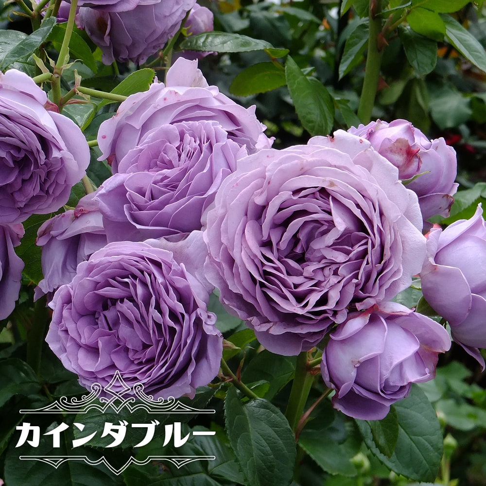 楽天市場 バラ苗 カインダブルー 木立性 京成バラ 四季咲き ロゼット咲 紫色 薔薇 苗木部 ｂｙ 花ひろばオンライン