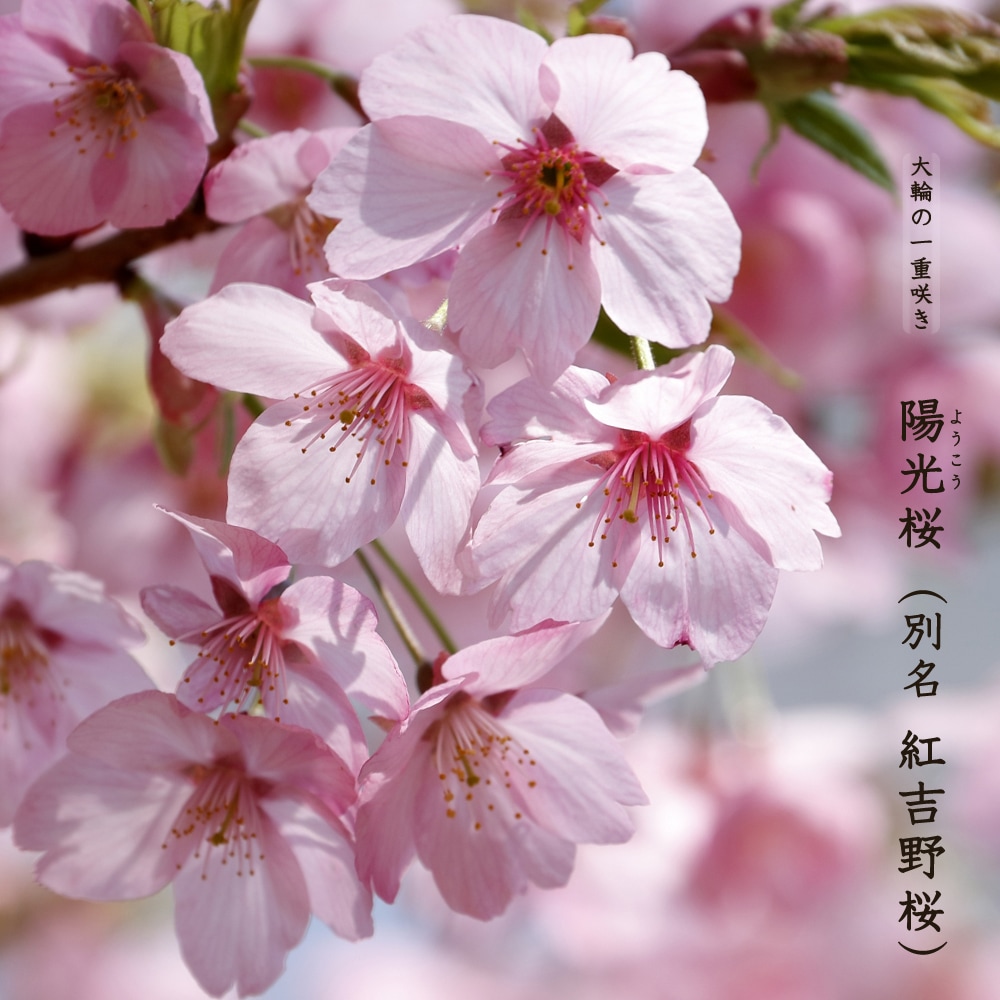 楽天市場】さくら 【陽光 (紅吉野桜)】 2年生 接木 苗 : 苗木部 ｂｙ 