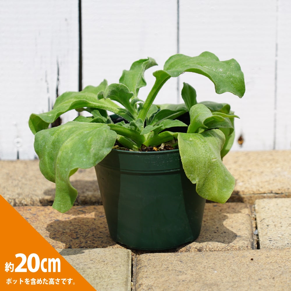 楽天市場 野菜 苗 アイスプラント ソルティーナ シオーナ 4号ポット苗 苗木部 ｂｙ 花ひろばオンライン