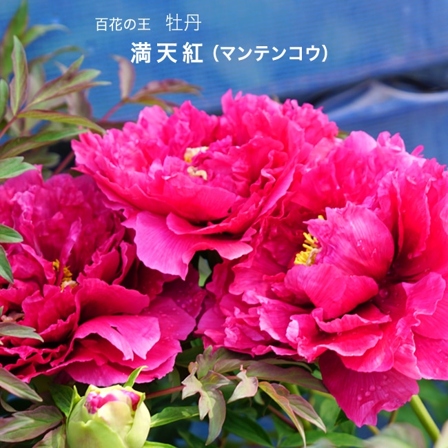 楽天市場】【金晃（キンコウ）】 （黄色） 牡丹 2年生 6号スリット苗