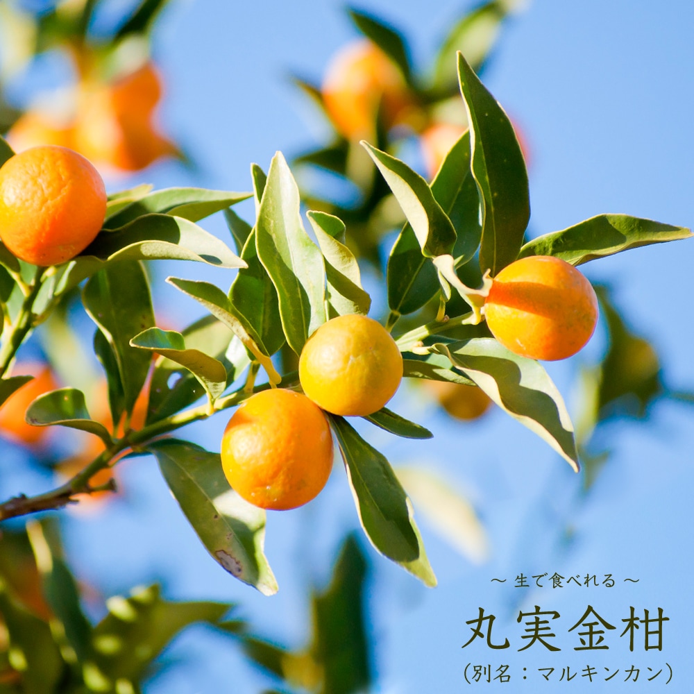 楽天市場 丸実金柑 まるみきんかん 1年生 接ぎ木 苗木 苗木部 ｂｙ 花ひろばオンライン