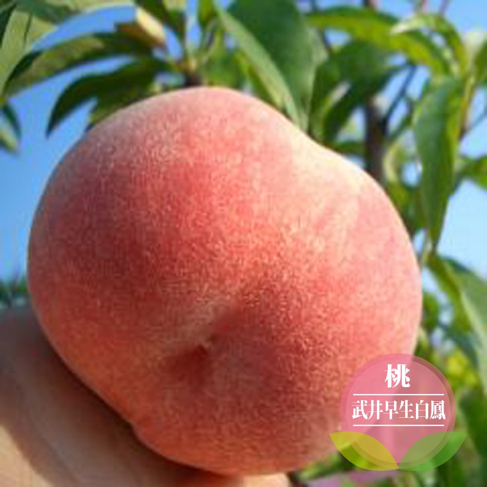 楽天市場】桃 苗木 【大玉白鳳】 2年生接木 ロングスリット 鉢植え