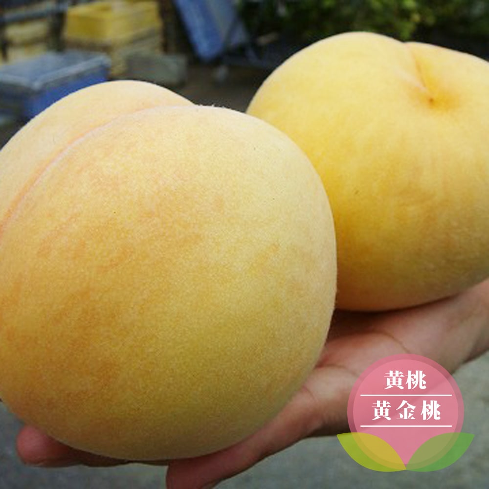 桃苗木 白鳳・黄金桃 4本セット はくとう 桃苗木 白鳳・黄金桃 4本セット はくとう
