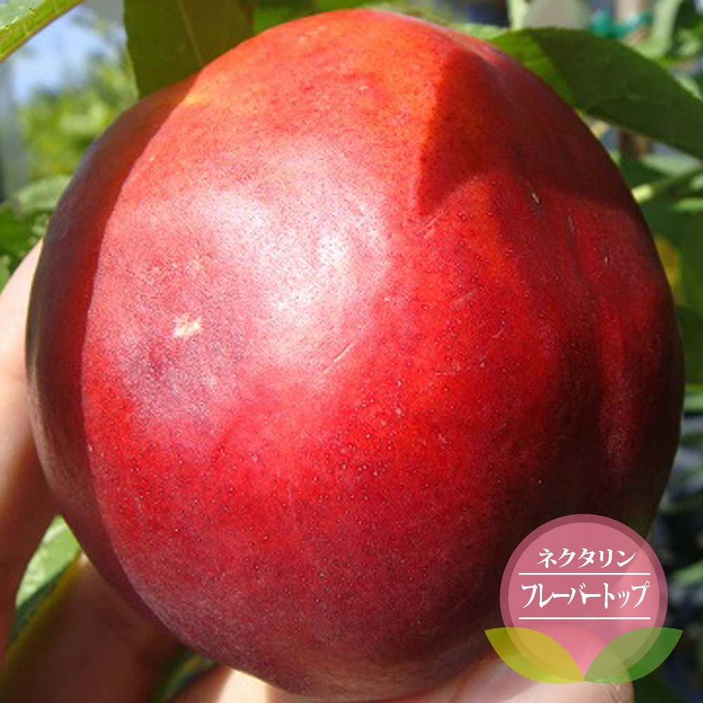 楽天市場】【スチュワート種】 アボカド Aタイプ 1年生 接木 苗木