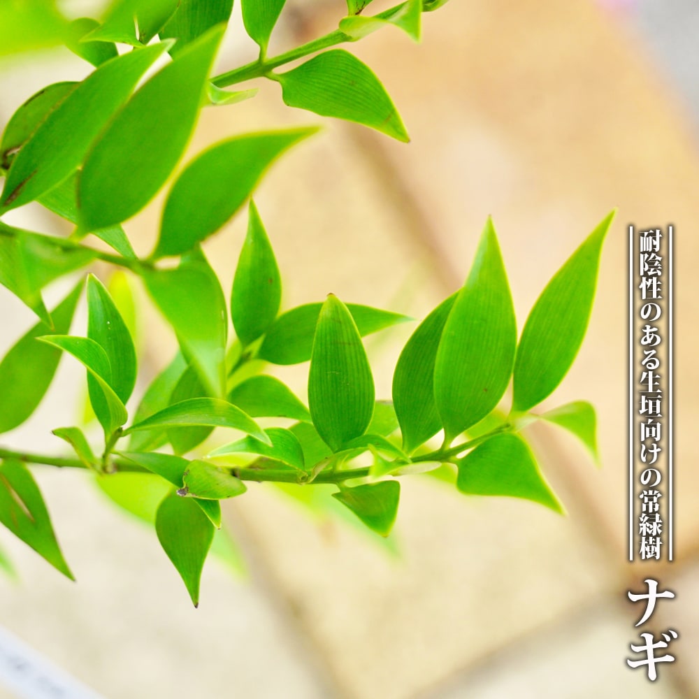 白樺苗木　約1メートル　大小セット　葉の形状　ハート型 白樺苗木 約1メートル 大小セット 葉の形状 ハート型