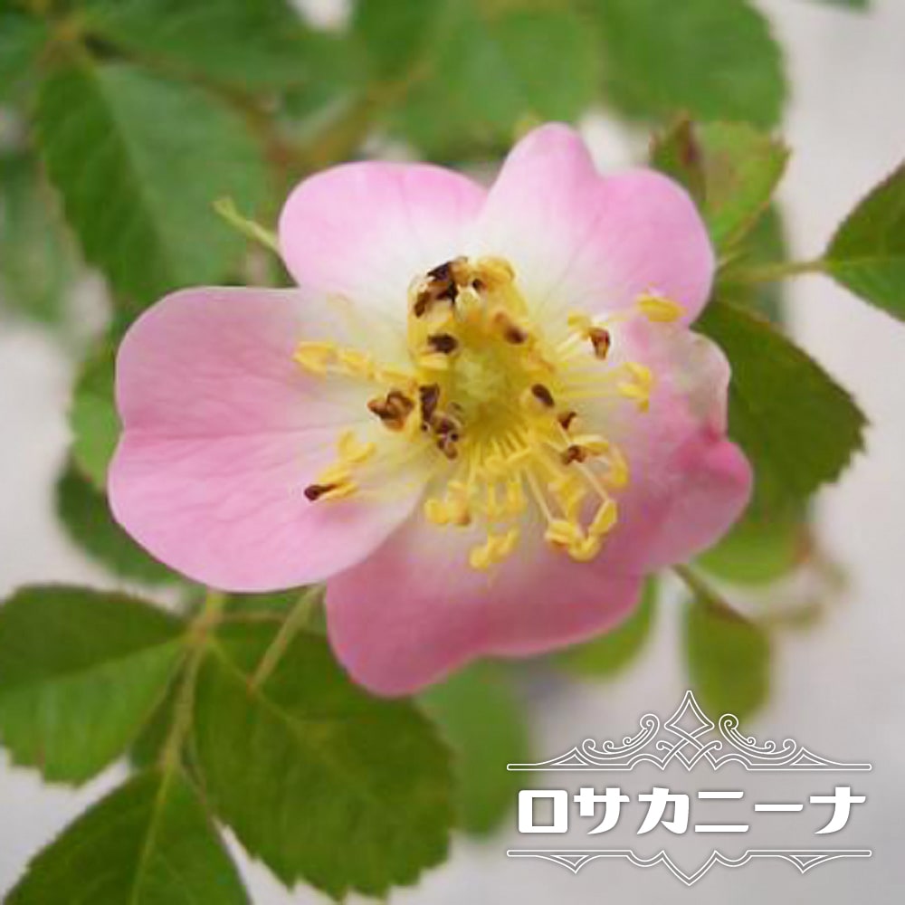 楽天市場 バラ苗 ロサカニーナ ドッグローズ オールドローズ 国産苗 1年生 新苗 ピンク バラ 苗 薔薇 苗木部 ｂｙ 花ひろばオンライン