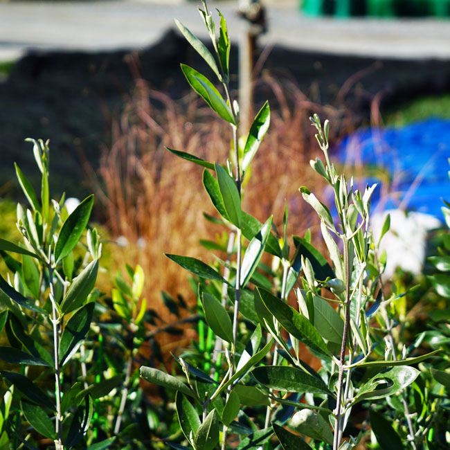 楽天市場 カラマタ オリーブの木 2年生接木苗 苗木部 ｂｙ 花ひろばオンライン