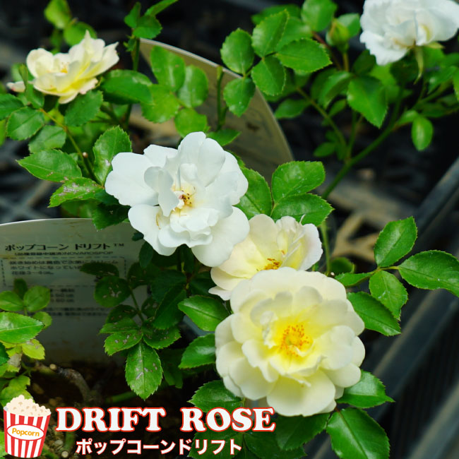 楽天市場】四季咲き修景バラ 【ドリフトローズ ポップコーンドリフト
