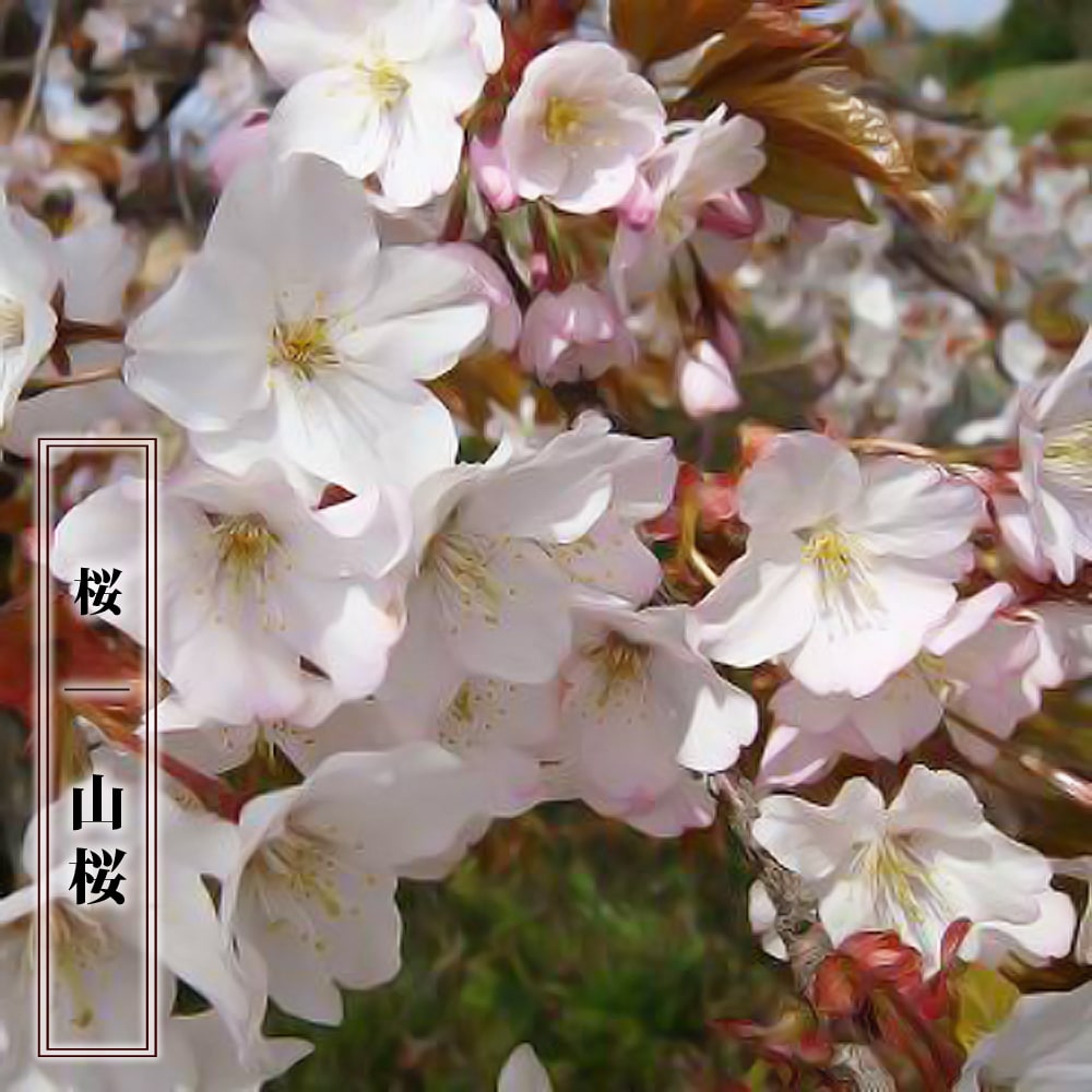 楽天市場 さくら 山桜 やまざくら 1年生 実生苗 苗木部 ｂｙ 花ひろばオンライン