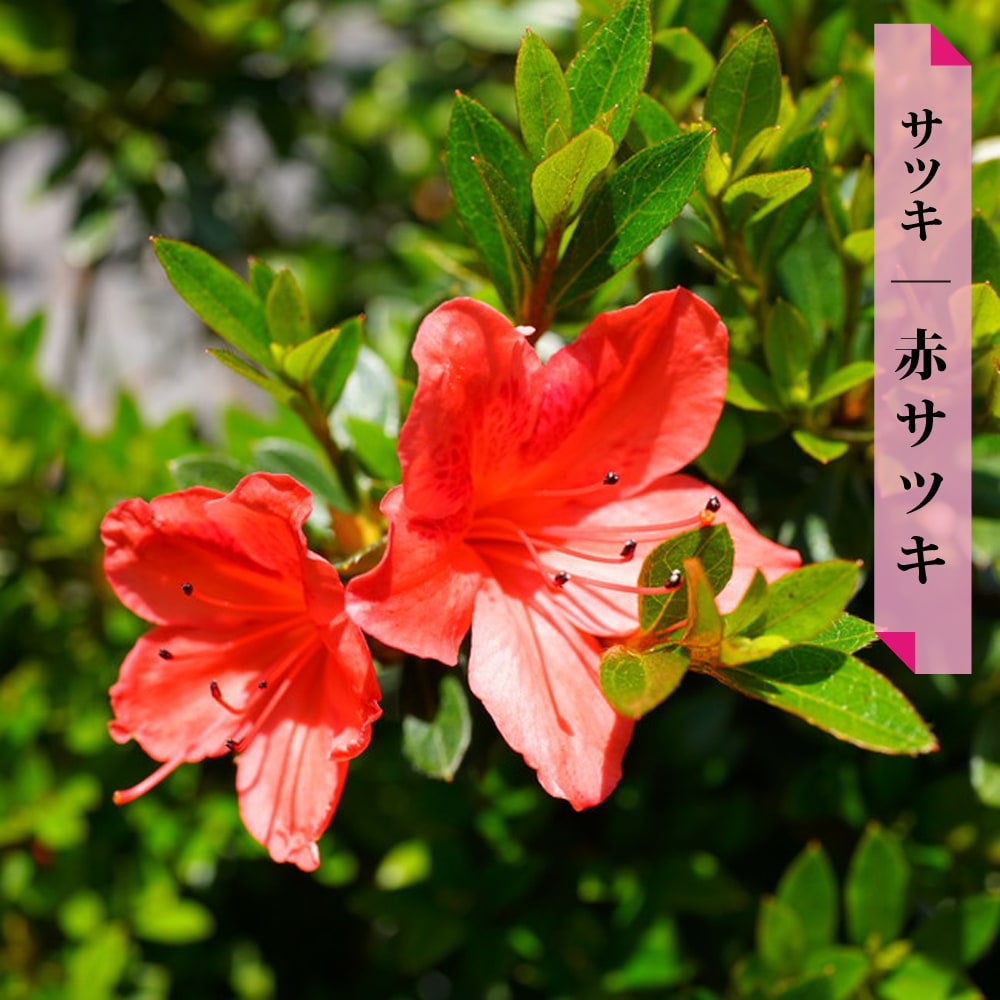 赤サツキ 送料無料 常緑樹 花ひろばオンラインオーソドックスな赤花品種 ガーデニング 農業 12本セット グランドカバー さつき 4号ポット苗花 ガーデン Diy 送料無料 低木 4号ポット苗 苗木部 苗 ｂｙ 庭木 サツキ サツキ 大注目人気殺到 ガーデニング 農業