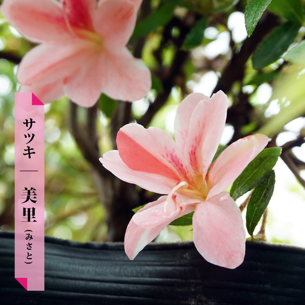 人気新品送無 常緑樹 グランドカバー 淡いピンクでやわらかい印象のサツキ 美里 サツキ 12本セット 送料無料 美里 4号ポット苗 みさと 4号ポット苗 12本セット 予約販売9月末 10月頃入荷 発送予定 売れ筋が最安値挑戦 植木