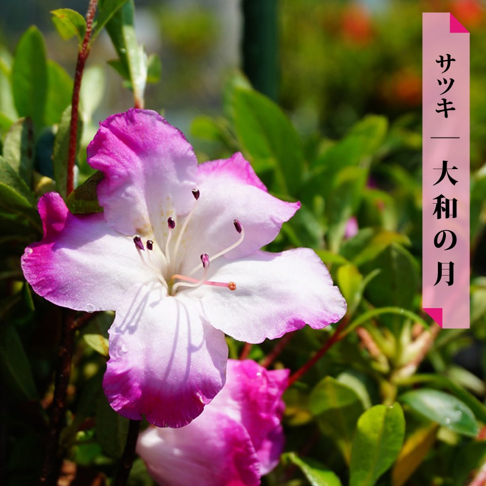 常緑樹 サツキ 花 ガーデン Diy グランドカバー 4号ポット苗 白地に鮮やかなローズピンク 丸弁で愛らしい品種です サツキ 12本セット 送料無料 大和の月 4号ポット苗 予約販売9月末 10月頃入荷 発送予定 植木 Southernoaksfuneralservice Com