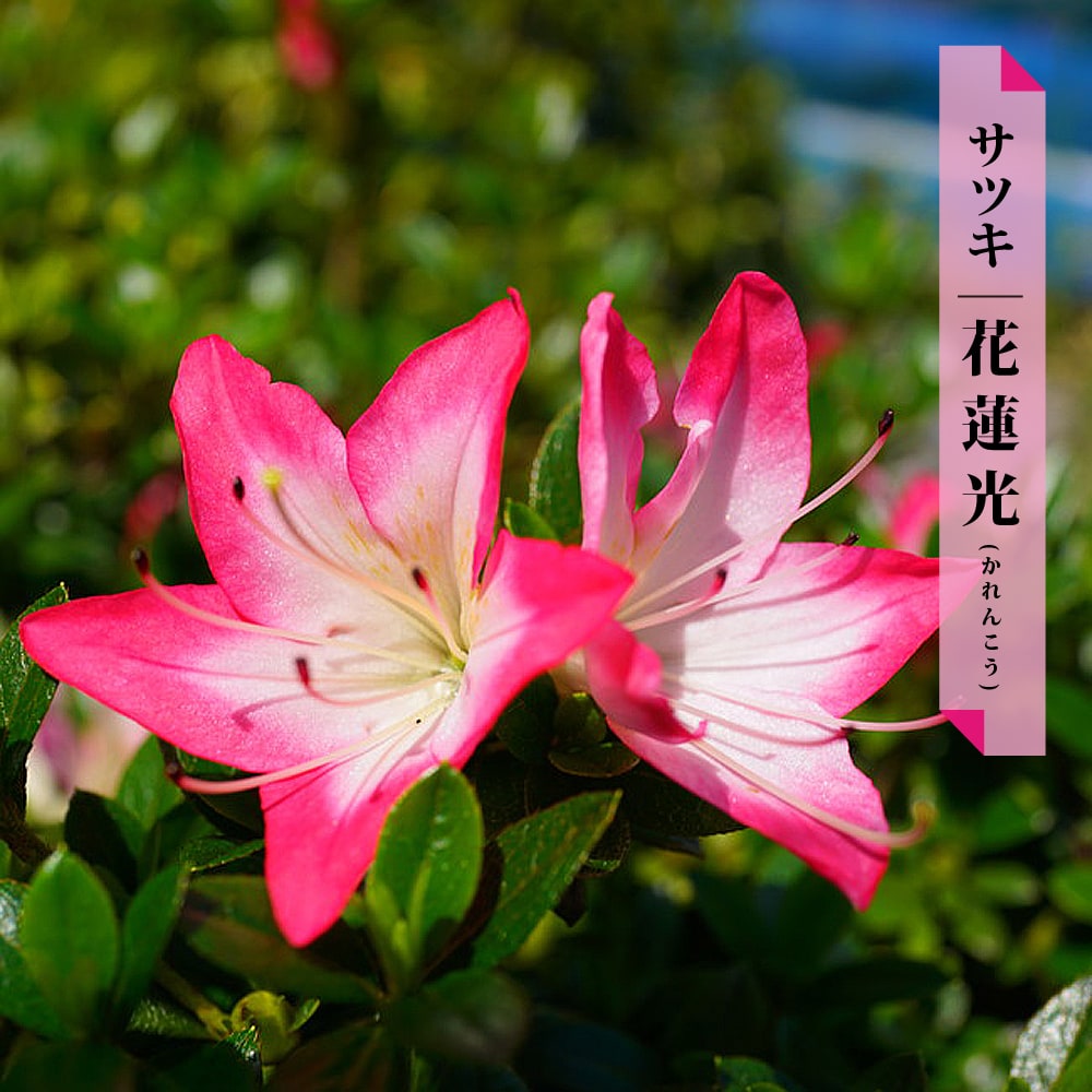 楽天市場 花蓮光 かれんこう サツキ 4号ポット苗 苗木部 ｂｙ 花ひろばオンライン