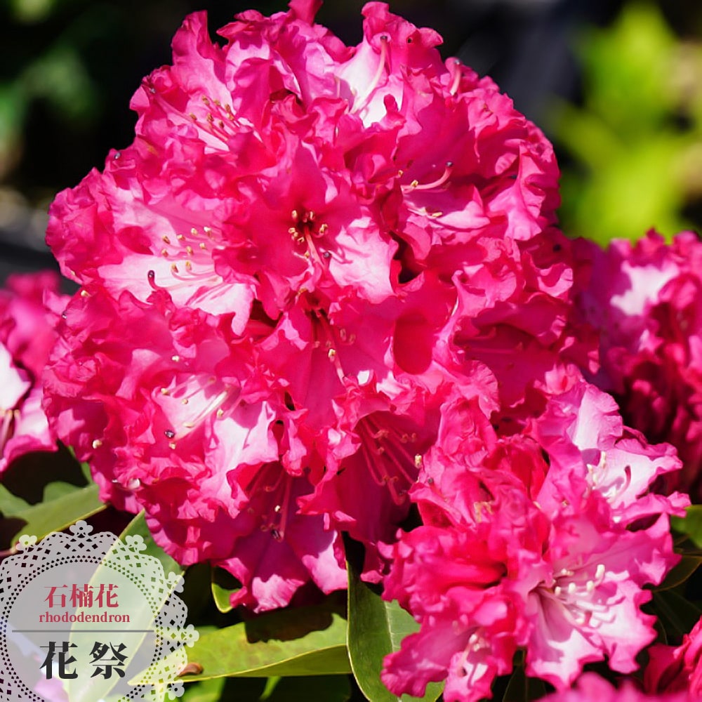 楽天市場 西洋シャクナゲ 花祭 鉢植え 低木 低木 庭木 常緑樹 苗木部 ｂｙ 花ひろばオンライン