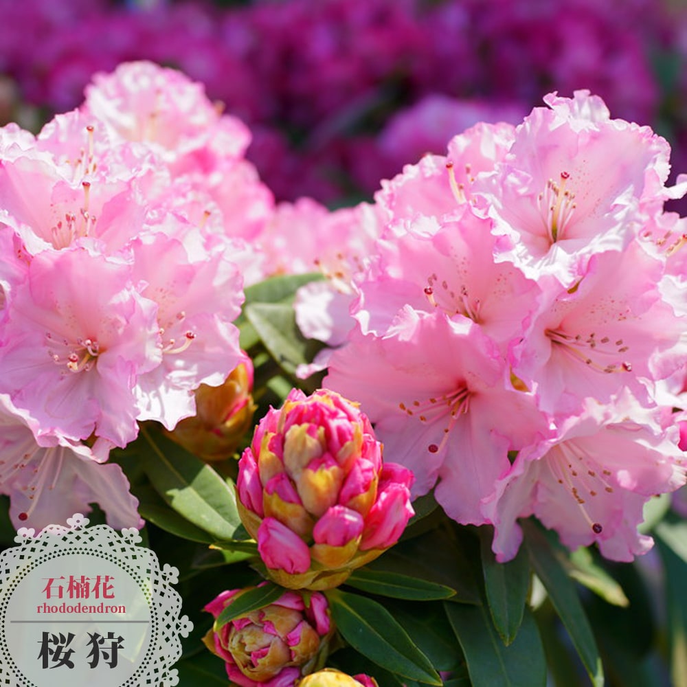 楽天市場 西洋シャクナゲ 桜狩 6号鉢植え 苗木部 ｂｙ 花ひろばオンライン