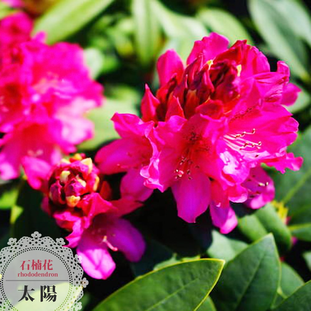 花芽付き 西洋シャクナゲ ブラックマジック 5号鉢植え 遅咲き
