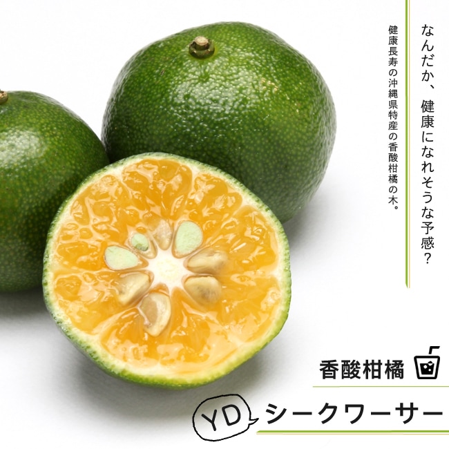 和名を ヒラミレモン という 沖縄県が特産の果物は