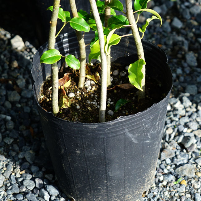 楽天市場 限定販売 ソヨゴ 雌株 株立ち ポット苗 シンボルツリー 苗木部 ｂｙ 花ひろばオンライン