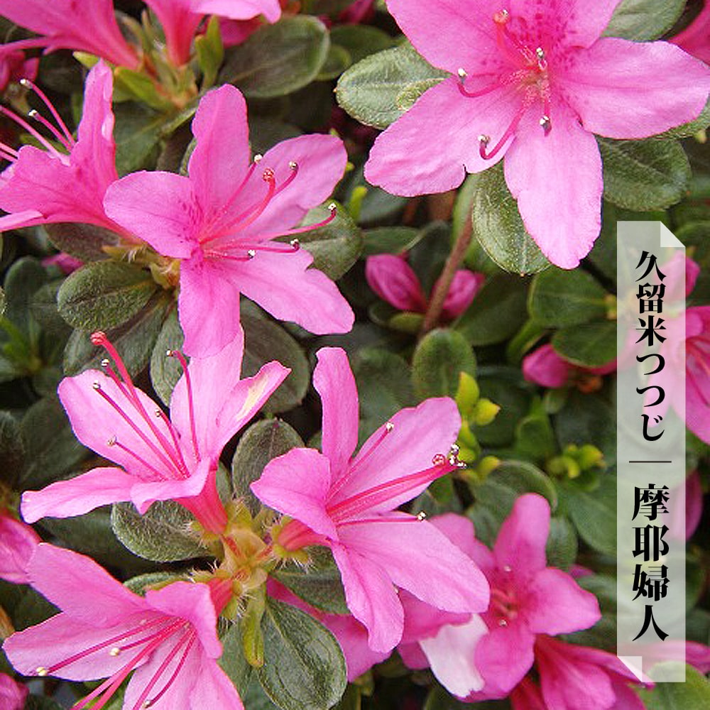 ツツジ 苗 クルメツツジ 【摩耶婦人/マヤフジン】 4号ポット苗 単品 or 4本セット or 12本セット
