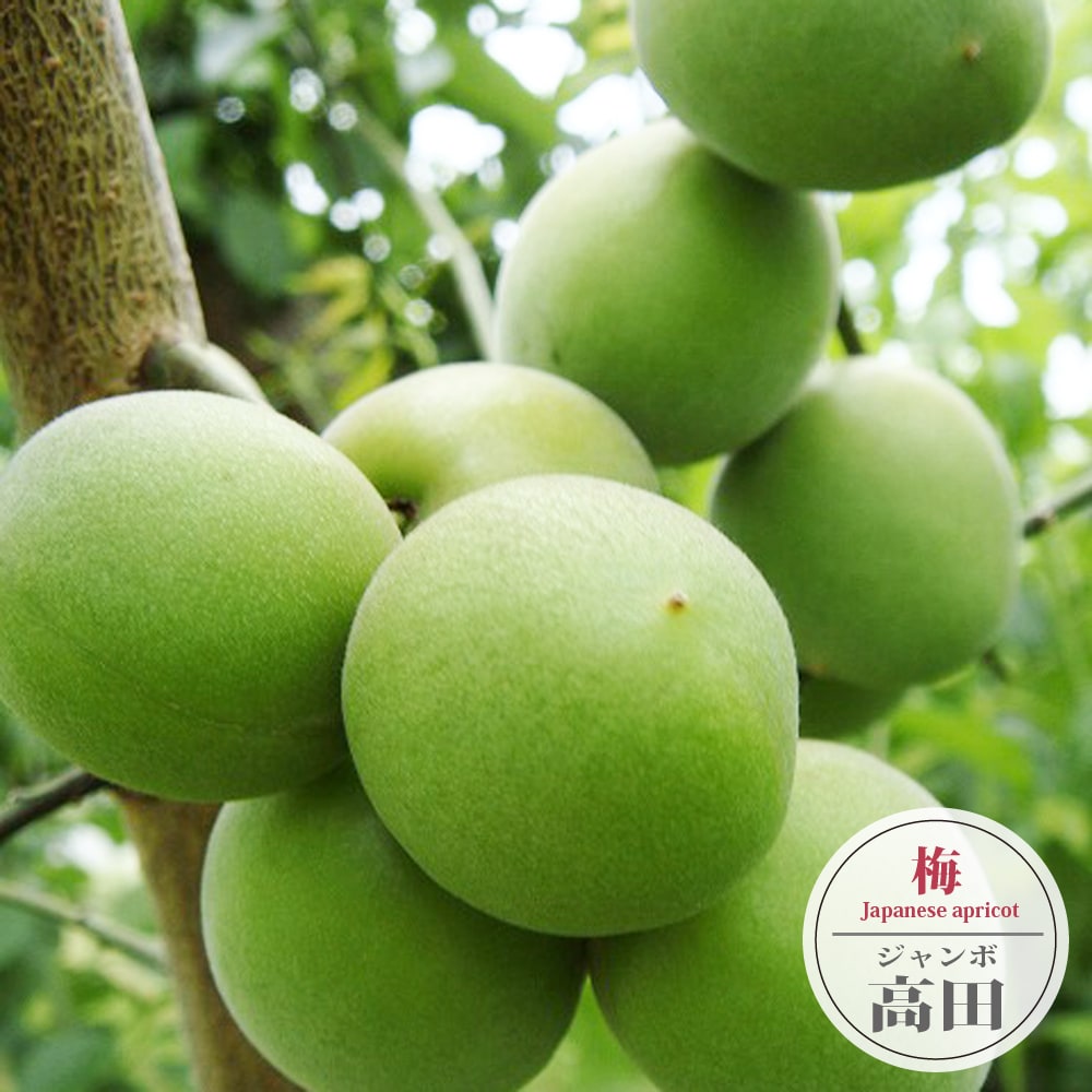 梅の木 How to grow plums that even beginners can do - YouTube