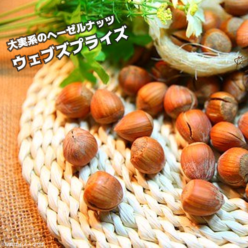 最後の1セットです❗ヘーゼルナッツ苗木　3品種セット❗こちらで苗木選び発送します 最後の1セットです❗ヘーゼルナッツ苗木3品種セット❗こちらで