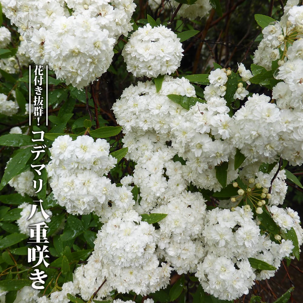 楽天市場】【小手毬 （ コデマリ ）】 5号ポット苗 : 苗木部