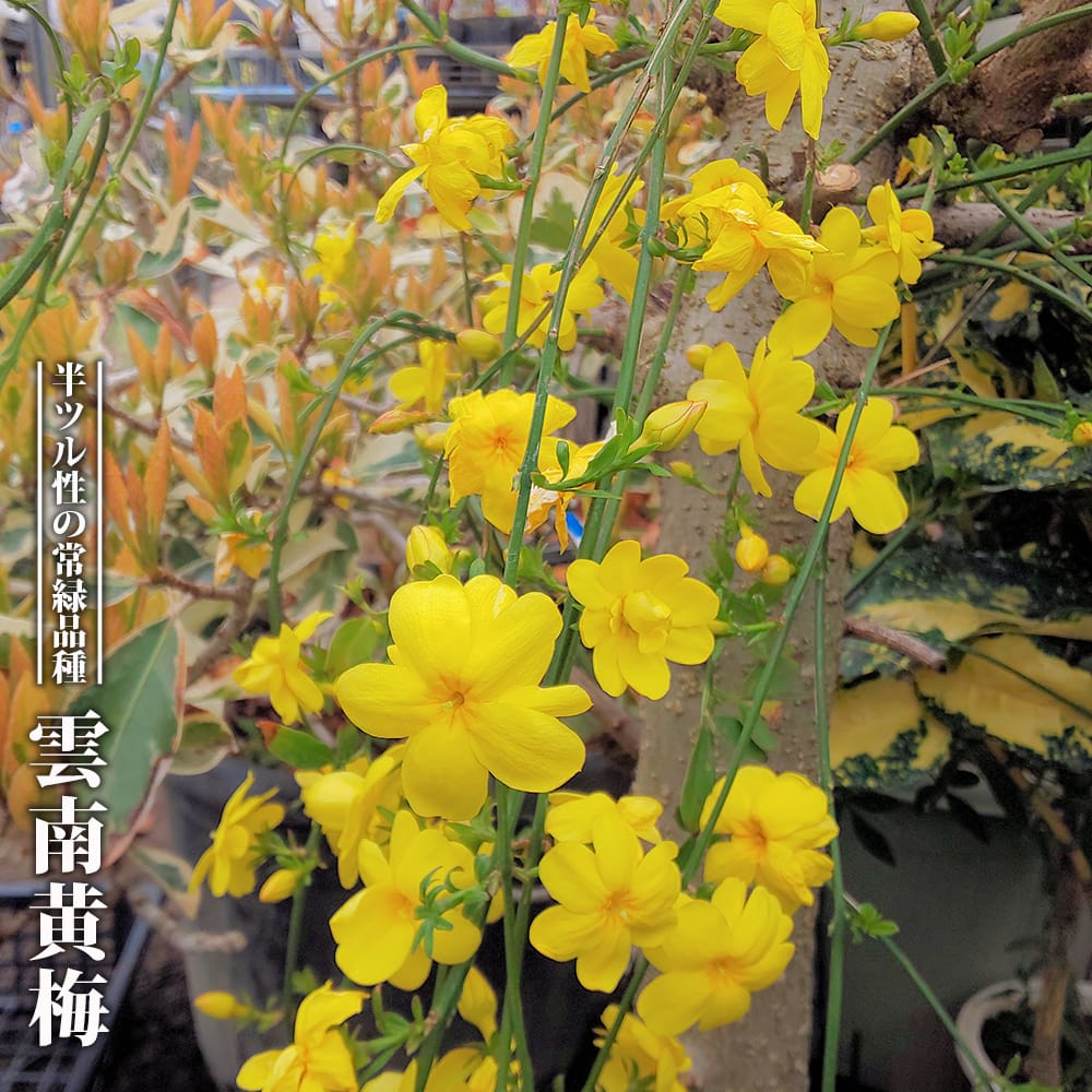 楽天市場】黄梅【ミニ盆栽】 黄梅 オウバイ2026年2月開花の黄梅 : 園芸