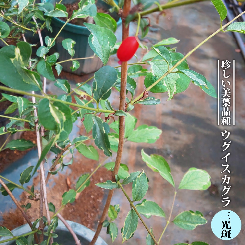楽天市場】【里の木シリーズ】 ウグイスカグラ 5号ポット苗 : 苗木部
