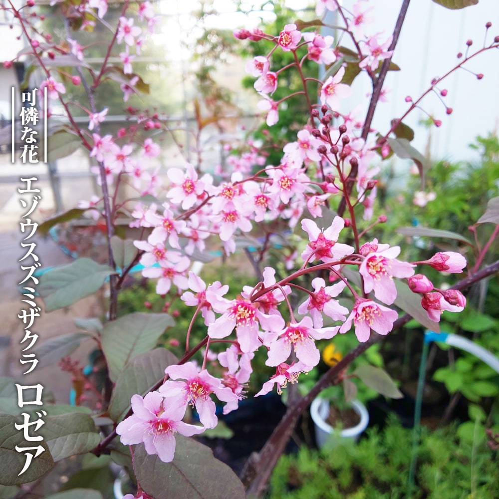 楽天市場】二季咲き桜 【大阪冬桜】 1年生接木苗 : 苗木部 by