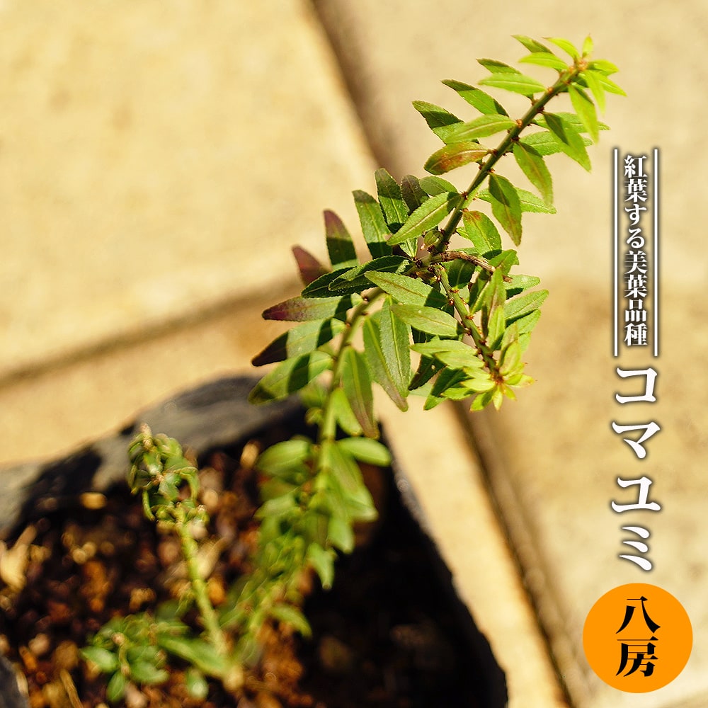 楽天市場】コマユミ 山錦木 (ヤマニシキギ) 苗木 【里の木シリーズ