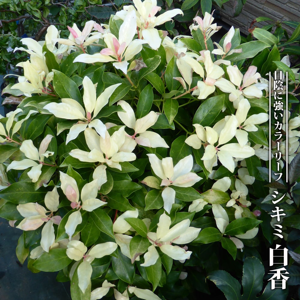 楽天市場 シキミ 白香 3 5号ポット苗 ハナヒロバリュー 苗木部 ｂｙ 花ひろばオンライン