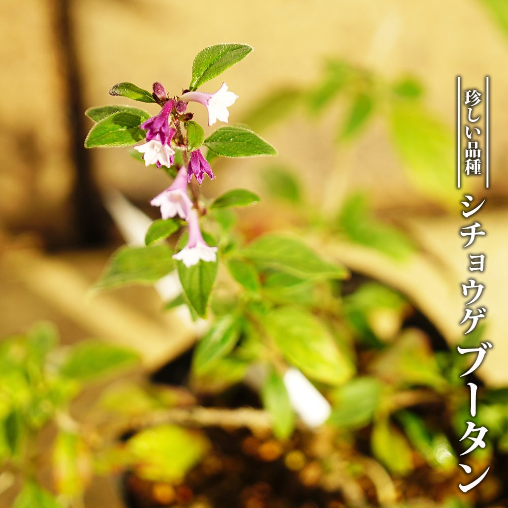 楽天市場】【ロンギシマム】 ダシリリオン 耐寒性南欧風プランツ 5号