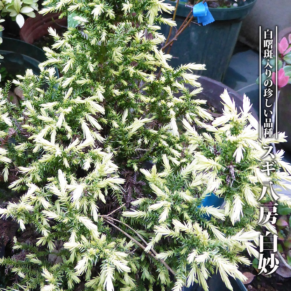 楽天市場 トキワマンサク 白孔雀 3 5号ポット苗 挿し木 ハナヒロバリュー 苗木部 ｂｙ 花ひろばオンライン