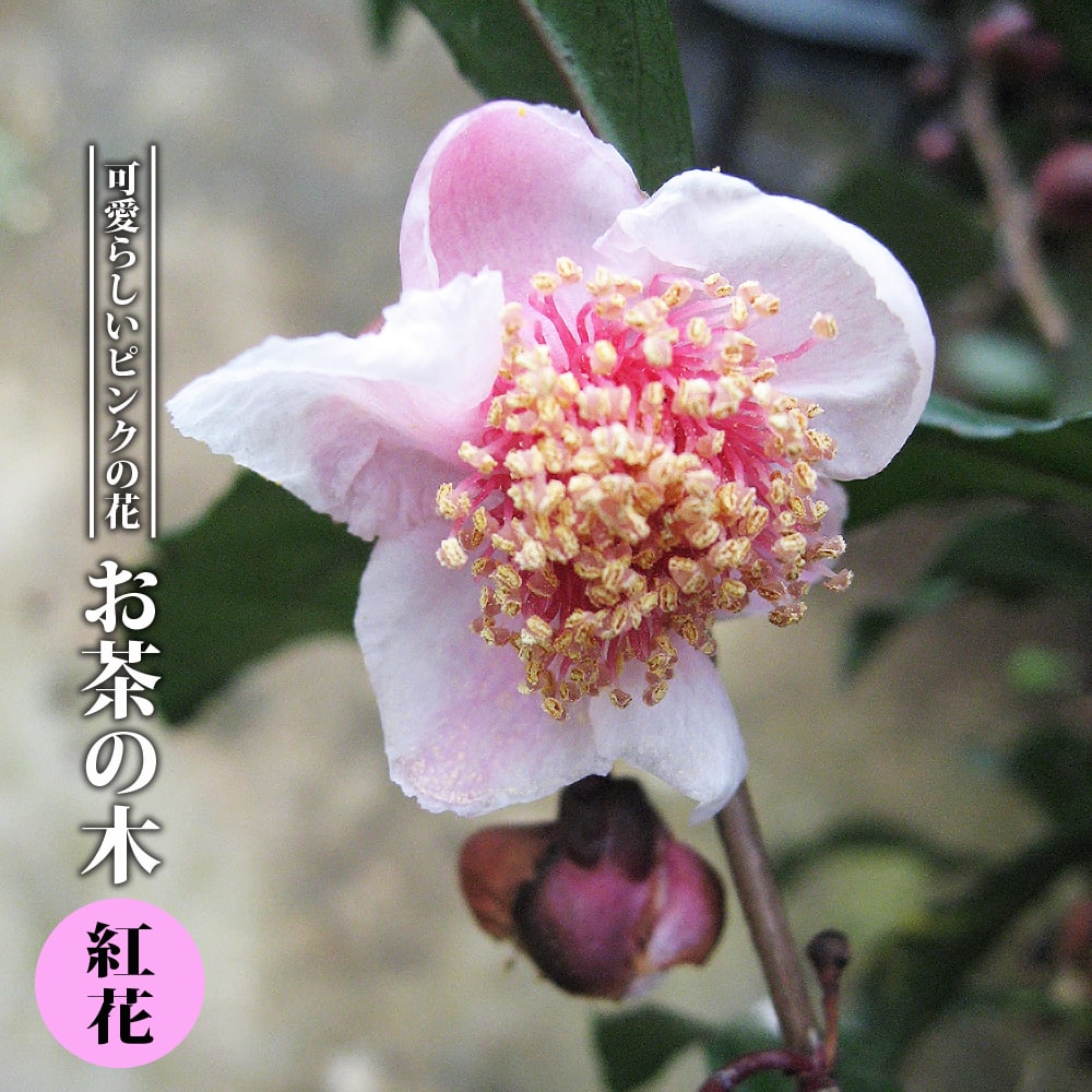 お茶の木 紅花 5号ポット苗 挿し木 単品 or 4本セット or 8本セット or 植え付け用土とのセット販売