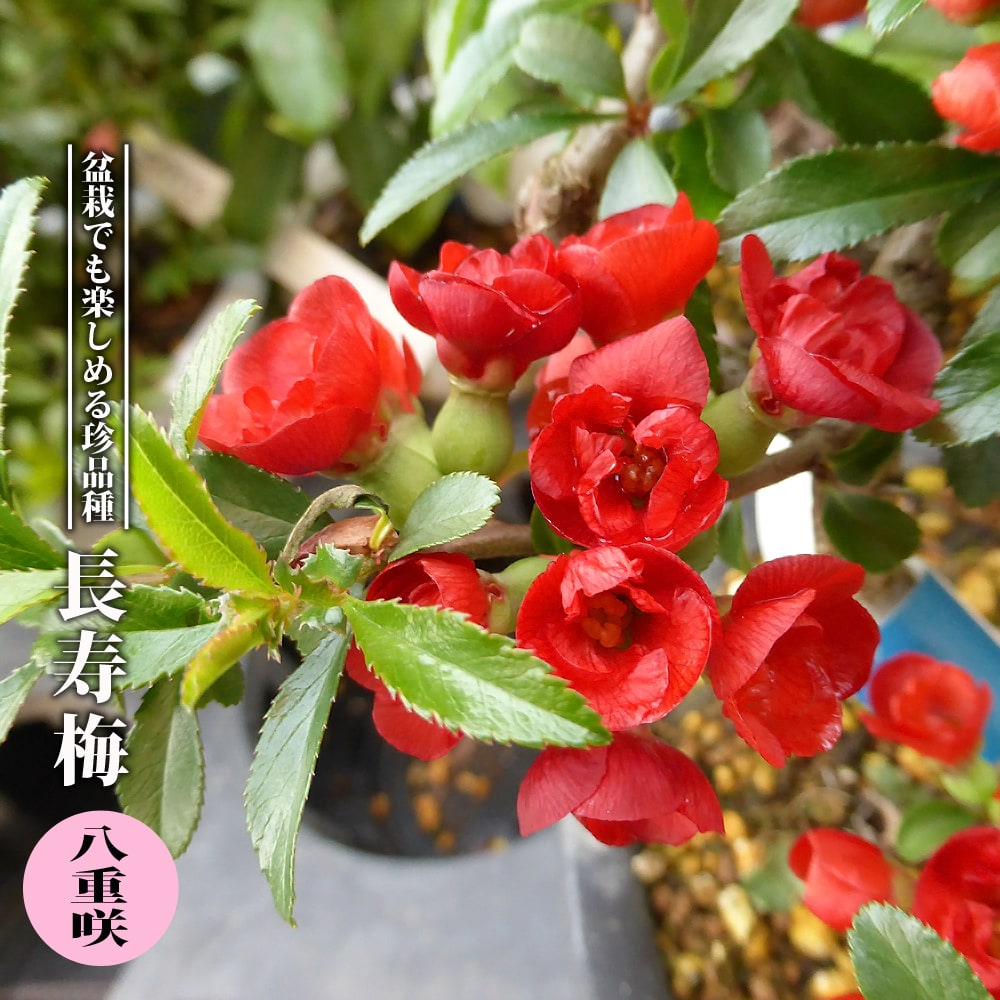 楽天市場 ピラカンサス トゲなし オレンジ実 3 5号ポット苗 ハナヒロバリュー 苗木部 by 花ひろばオンライン 楽天市場 ピラカンサス トゲなし オレンジ実 3 5号ポット苗 ハナヒロバリュー 苗木部 by 花ひろばオンライン