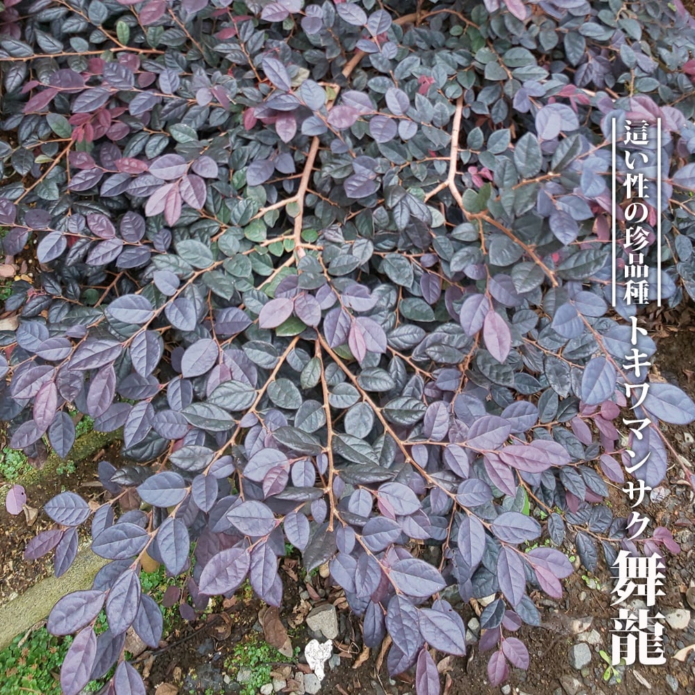 楽天市場 トキワマンサク 舞龍 3 5号ポット苗 挿し木 ハナヒロバリュー 苗木部 ｂｙ 花ひろばオンライン