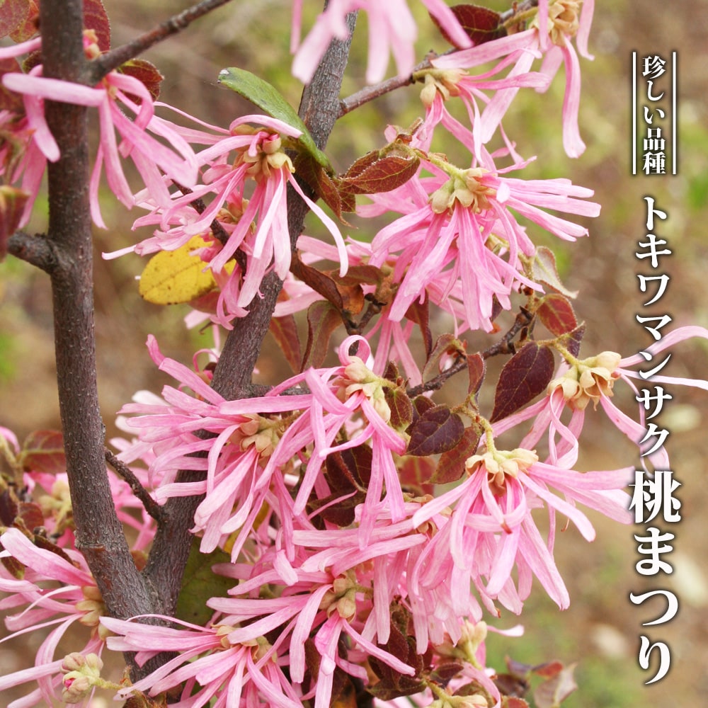 楽天市場 トキワマンサク 桃まつり 3 5号ポット苗 ハナヒロバリュー 苗木部 ｂｙ 花ひろばオンライン