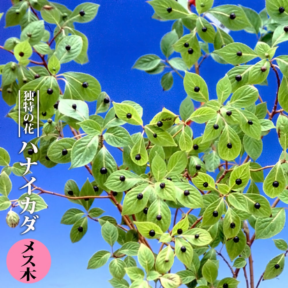 楽天市場】斑入りハナイカダ 【散斑】 3号ポット苗 挿し木 雌木
