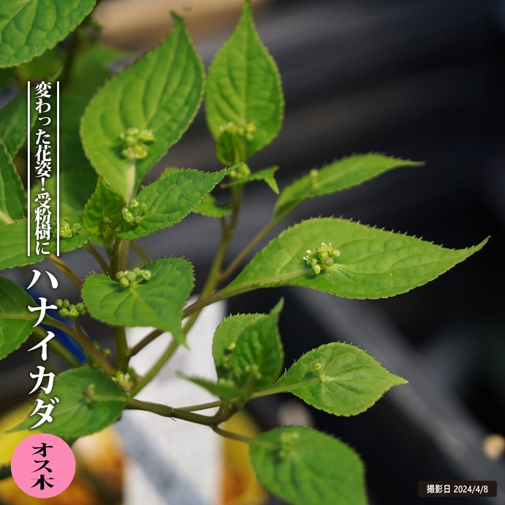 ②⭕珍種 花筏 ハナイカダ ちび 1苗 1 ハナイカダ（花筏）