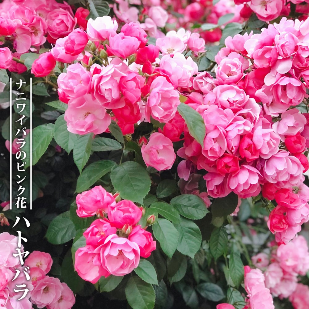 バラ苗　挿し木苗　明るいピンクのバラ バラ苗 挿し木苗 明るいピンクのバラ バラ苗 挿し木苗 明るいピンクのバラ