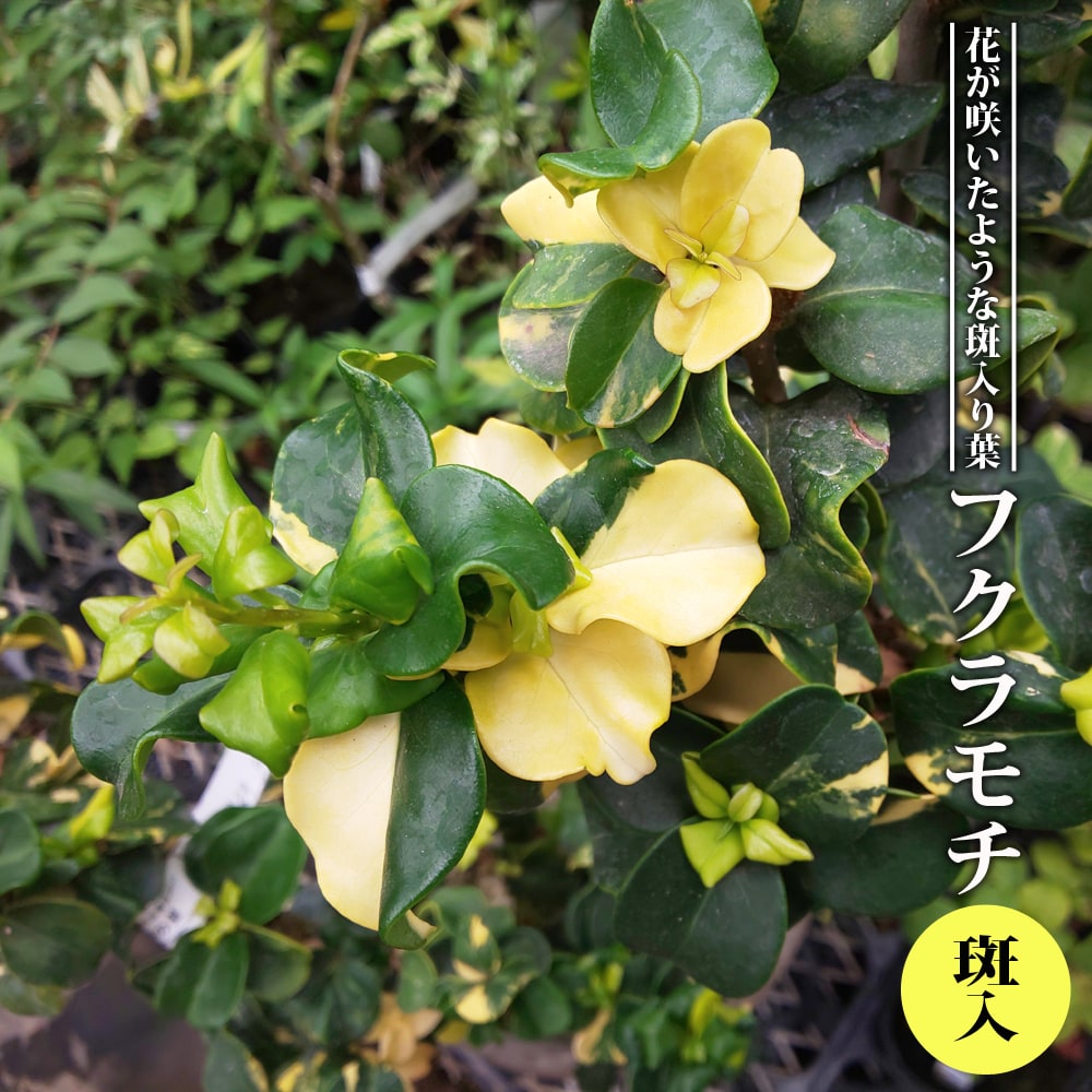 楽天市場】斑入りムクゲ 【ミーハニー】 3.5号ポット苗 【ハナヒロ