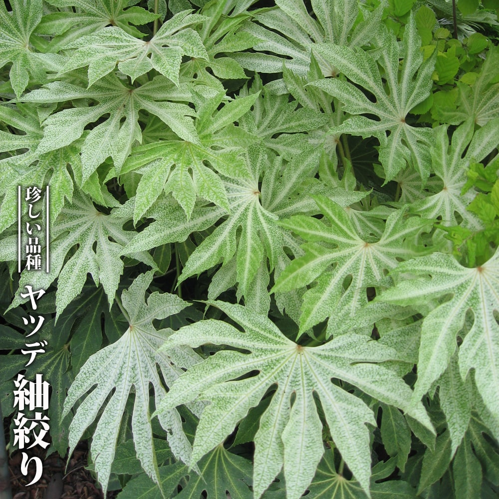 楽天市場】ヤツデ 斑入りヤツデ 紬絞り 5号ポット苗 : 苗木部 by 花