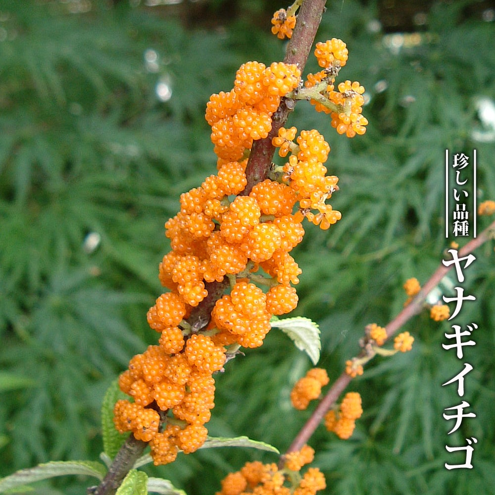 楽天市場 ヤナギイチゴ 3 5号ポット苗 ハナヒロバリュー 苗木部 ｂｙ 花ひろばオンライン